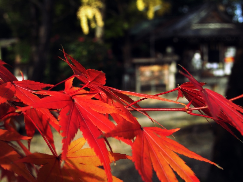 Giapponeserie d’autunno _di Francesca Scotti